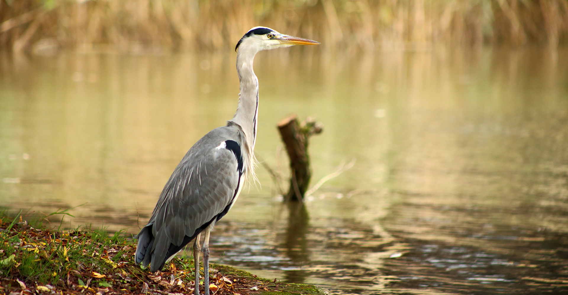 Impressive Birdlife Impressive Birdlife