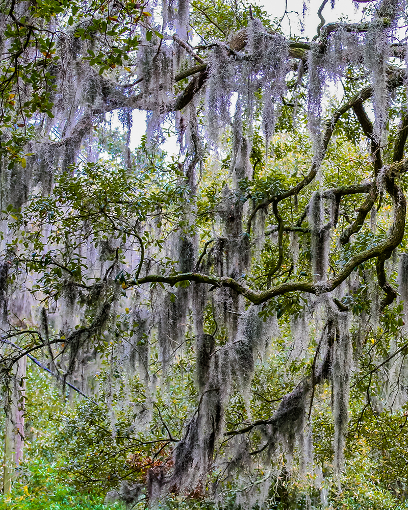 Sea Pines Forest Preserve